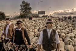Shepherd Józef Klimowski, left, and others lead a flock of sheep in Nowy Targ, Poland, in the country's southern highlands, on Oct. 8.